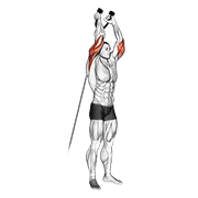 High Cable Triceps Extension
