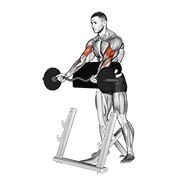 EZ Bar Spider Curl