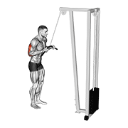 Cable Triceps Extension