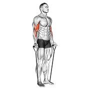 Alternating Band Curl