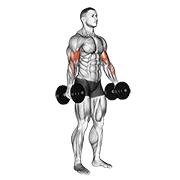 Standing Dumbbell Curl