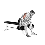 Seated Dumbbell Rear Delt Fly