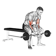 EZ Bar Concentration Curl