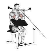 Reverse Cable Preacher Curl