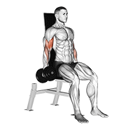 Seated Dumbbell Curl