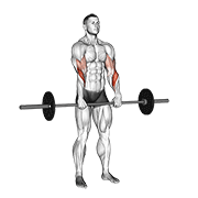 Reverse Barbell Curl
