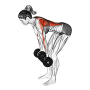 Reverse Grip Dumbbell Row