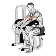 Hammer Preacher Curl Machine