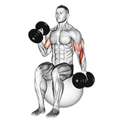 Alternating Hammer Curl on Stability Ball
