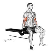 Seated Dumbbell Curl