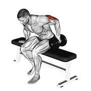 Seated Dumbbell Kickback