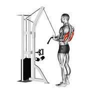 Reverse Grip Cable Bar Triceps Extension