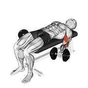 Lying Dumbbell Curl