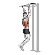 Supinated Pull-up Torso