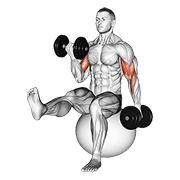 Stability Ball Dumbbell Curl