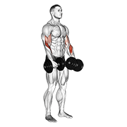 Reverse Dumbbell Curl