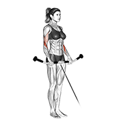 Reverse Cable Curl