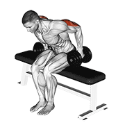 Seated Dumbbell Kickback