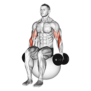 Stability Ball Hammer Curl