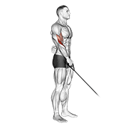 Reverse Cable Curl