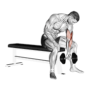 Bench Concentration Curl