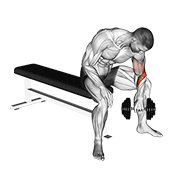 Reverse Concentration Curl