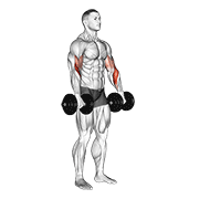 Reverse Dumbbell Curl