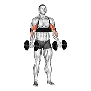 Arm Blaster Dumbbell Curl