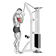 Cable Triceps Pushdown