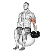 Stability Ball Dumbbell Curl
