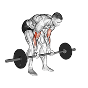 Standing Barbell Curl