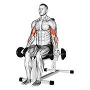 Seated Dumbbell Curl